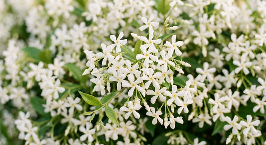 Fragancia Jazmín